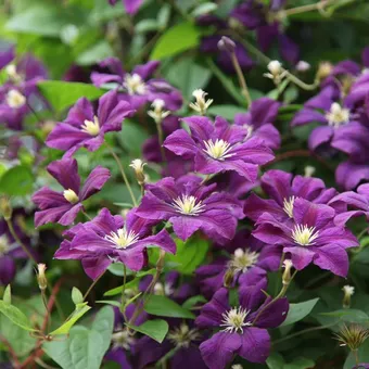 Клематис Этуаль Виолет / Clematis Etoile Violette