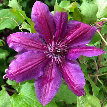 Клематис Май Бьюти / Clematis My Beauty