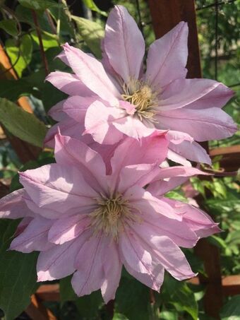 Клематис Виолет Элизабет / Clematis Violet Elizabeth